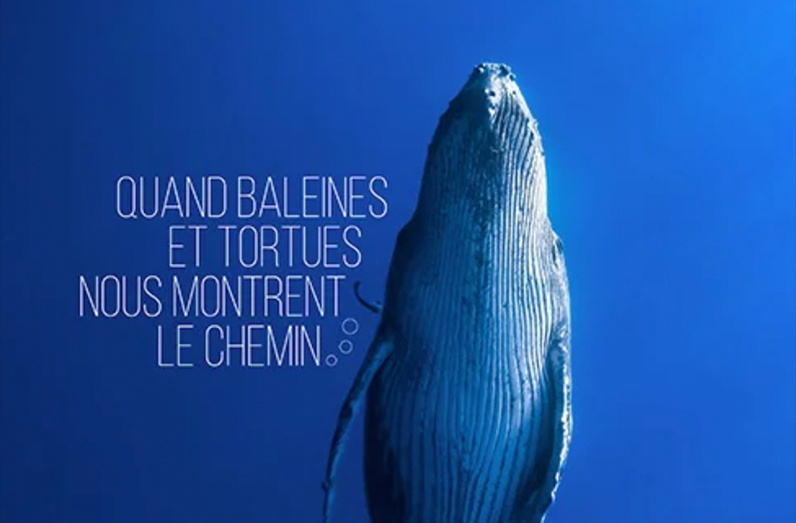 Quand baleine et tortues nous montrent le chemin - Marie Trouve